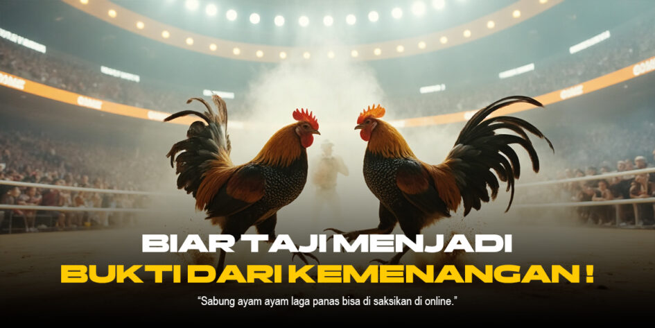 Mengenal Sabung Ayam SV388: Adu Hebat Ayam Bangkok yang Melegenda
