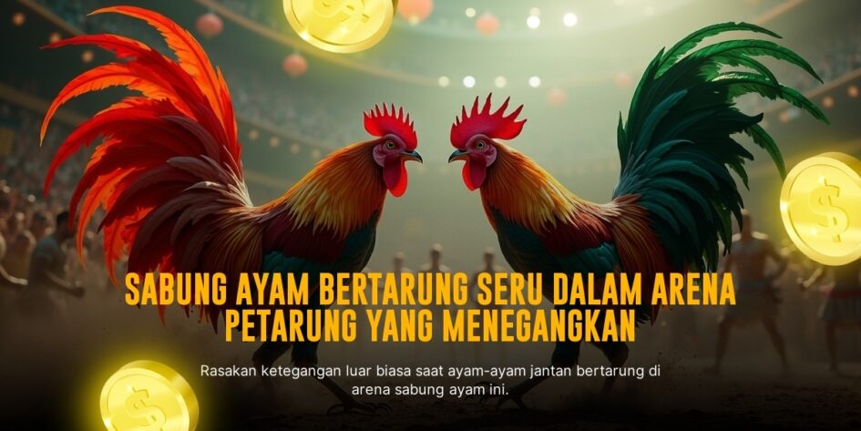 Kenali Ayam Bangkok, Raja Sabung Ayam dengan Odds Terbaik
