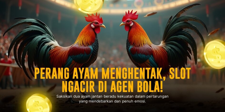 Mengenal Ayam Bangkok: Raja Sabung Ayam dengan Peluang Menang Tinggi